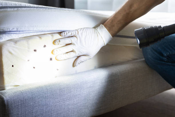 Best Termite Control Services  in Dundee, MI