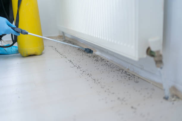 Best Termite Control Services  in Dundee, MI