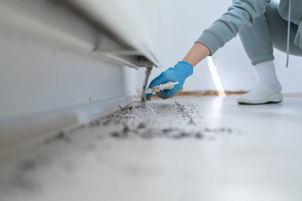 Best Emergency Pest Control  in Dundee, MI